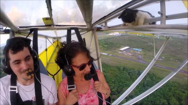 Remove cat before flight